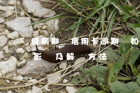疫病期間信用卡逾期會如何處理？影響及解決方法